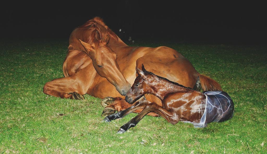 Foal Birth